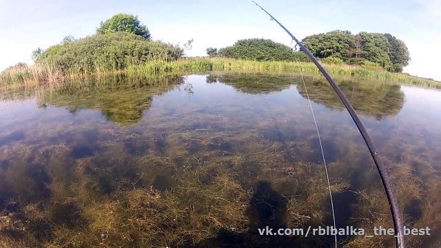 Вот это карп !!! Хочу туда на рыбалку !!!