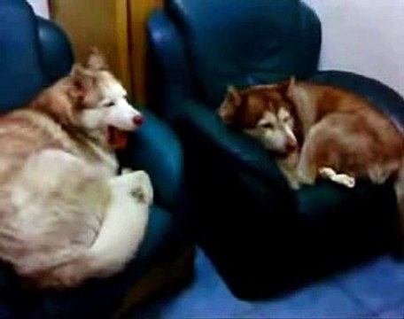 New 2016 Поющие собаки - Забавные собаки поют песни