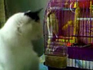New 2016 Blind Cat Meets a Parrot