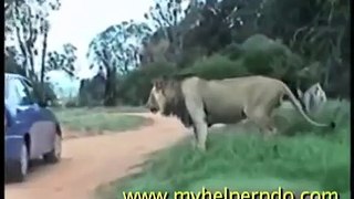 African Lion Attack - Лев напал на туристов! Шок!!!