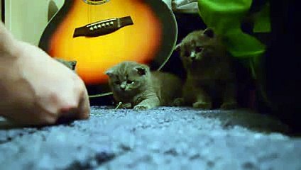 New 2016 Милые котята. Малыши играются =)