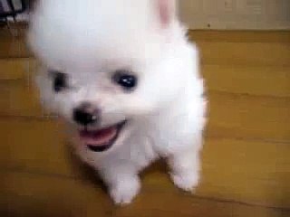 New 2016 Милая собачка