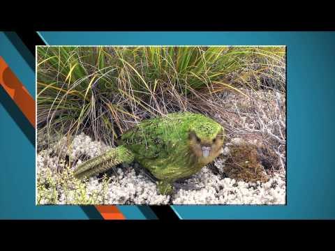 #Ranking: Las aves más raras, peculiares y amenazadas del mundo