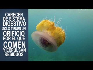 Los misterios que encierra la medusa