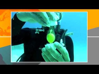 ¡Sorpréndase! Conozca lo que sucede cuando se rompe un huevo a 20 metros bajo el agua