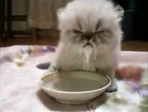 New 2016 Смешной забавный котенок пьет молоко