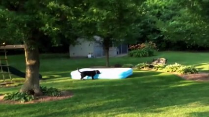 Dog Runs Around With Pool On It's Head