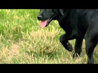 Supersticiones: estos animales predicen la muerte