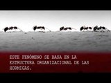 El suicidio de las hormigas negras  y su danza de la muerte