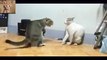 Very Funny Cats Fight - Funny Videos - Funny Animals - funny cats ever - funny cats reaction - funny cats playing