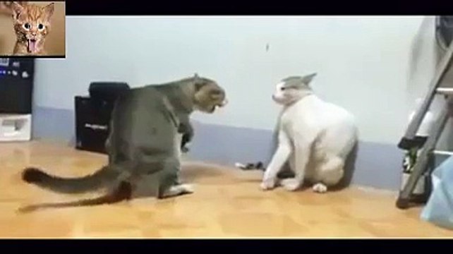 Very Funny Cats Fight - Funny Videos - Funny Animals - funny cats ever - funny cats reaction - funny cats playing