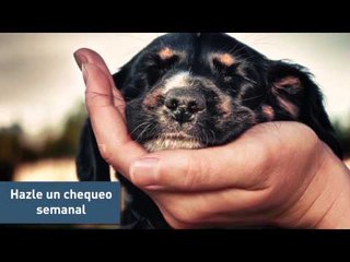 MANUAL DE BOLSILLO APRENDE A AHORRAR CON TUS MASCOTAS