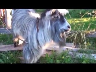 Best Funniest Animals - funny videos compilation - funny videos movies