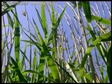 GUGUK KUŞUNUN HİLESİ ( Common Cuckoo chick ejects eggs of Reed Warbler out of the nest.David Attenborough's opinion )