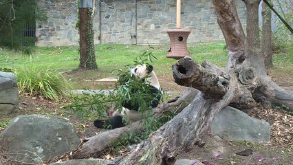 Le zoo de Washington présente son bébé panda au médias