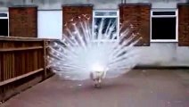 New 2016 Beautiful white peacock - lakh khushiyan (waheguru ) - YouTube