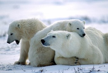 Yırtıcının Gözünden-Kutup Ayısı-3
