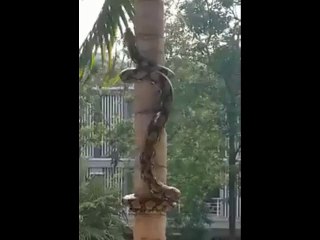 how-a-snake-climbs-a-tree