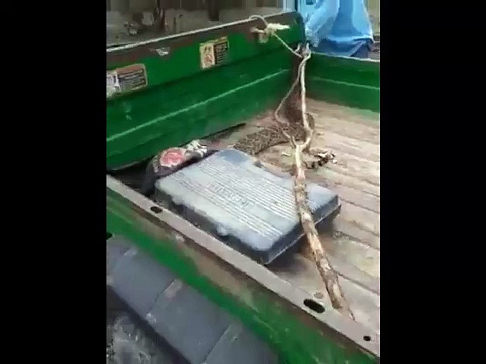 how-to-really-upset-a-rattle-snake