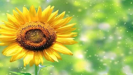 How to use Newest LISHI VA6 2-in-1 Pick for Renault Citroen