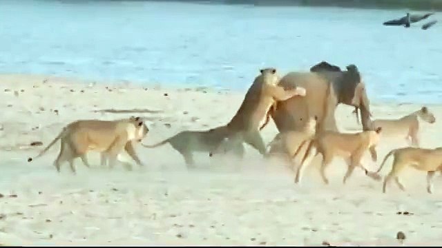 Никогда не сдавайся! Слонёнок против стаи львов