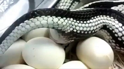 snake-giving-birth-is-the-reverse-of-how-they-eat