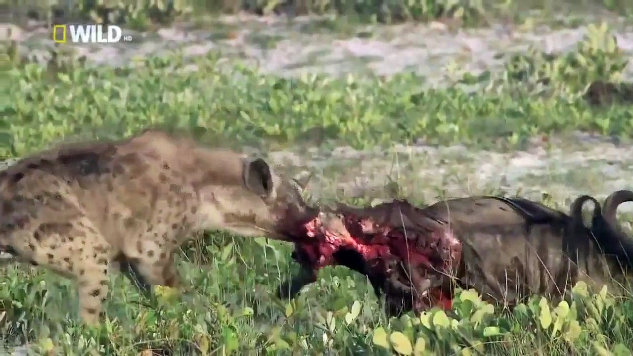Amazing Documentary HD ★ The biggest battle of the hyenas to win leadership ★ 2015