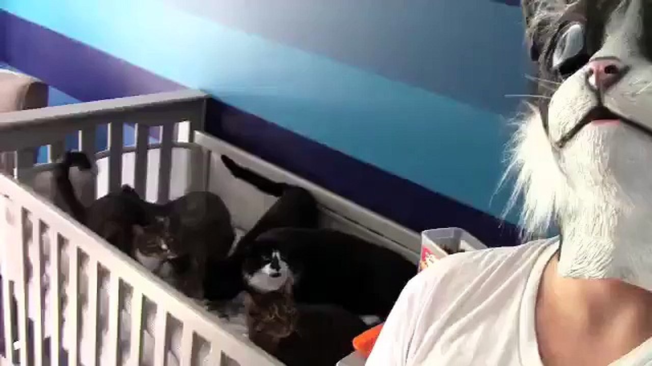 Funny cat videos #1
