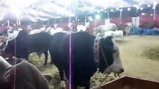 Vip tent Rabbani cattle farm at mandi 2015 karachi Block 6