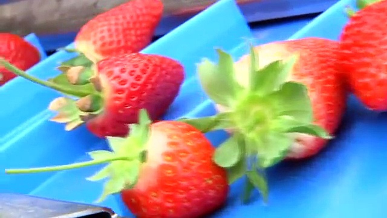 Agrobot Strawberry Harvester
