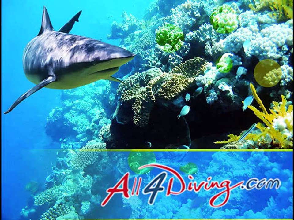 Croisiere Plongee Similan | Plongée en Thailande