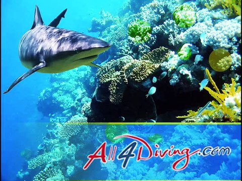 Croisiere Plongee Similan | Plongée en Thailande