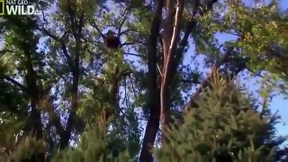 American Bald Eagle Flying, Hunting Nature Wildlife Documentary 480p