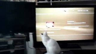Gaming Cat vs. PS3 Installation Data