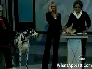Dog Eat Small Dog Funny Clip Videos