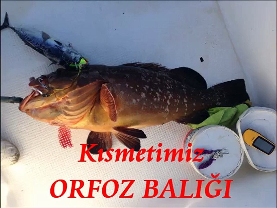 ORFOZUM