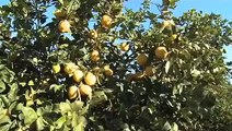 Citrus - Orange & Lemon Trees