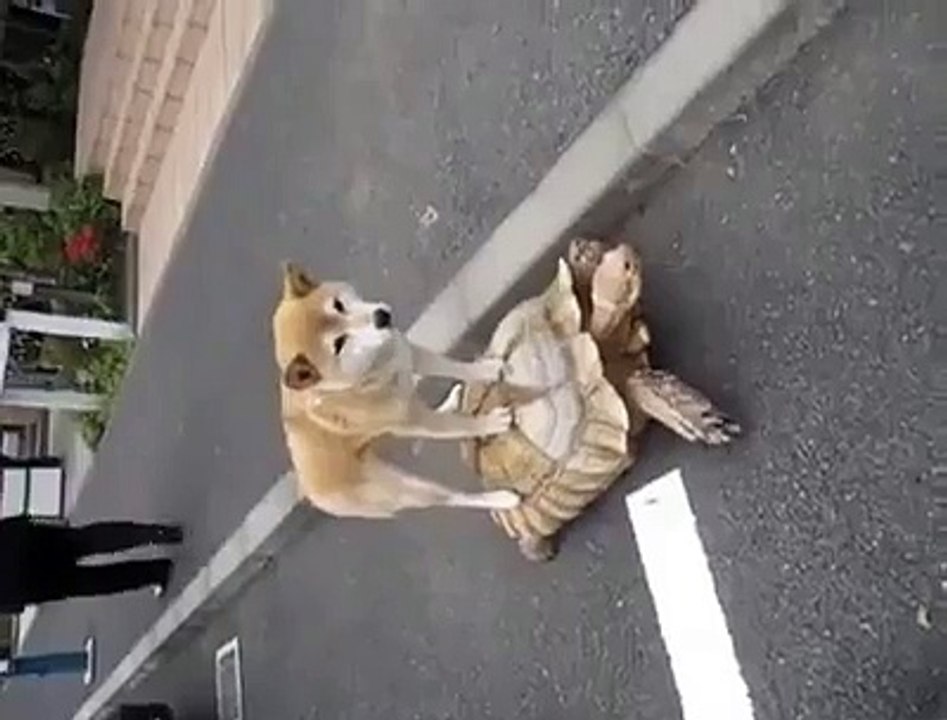 Dog's Cart...Funny