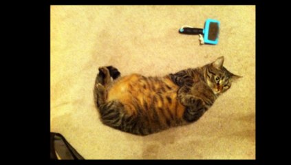 See what is the Signs that your Cat love you so much :)