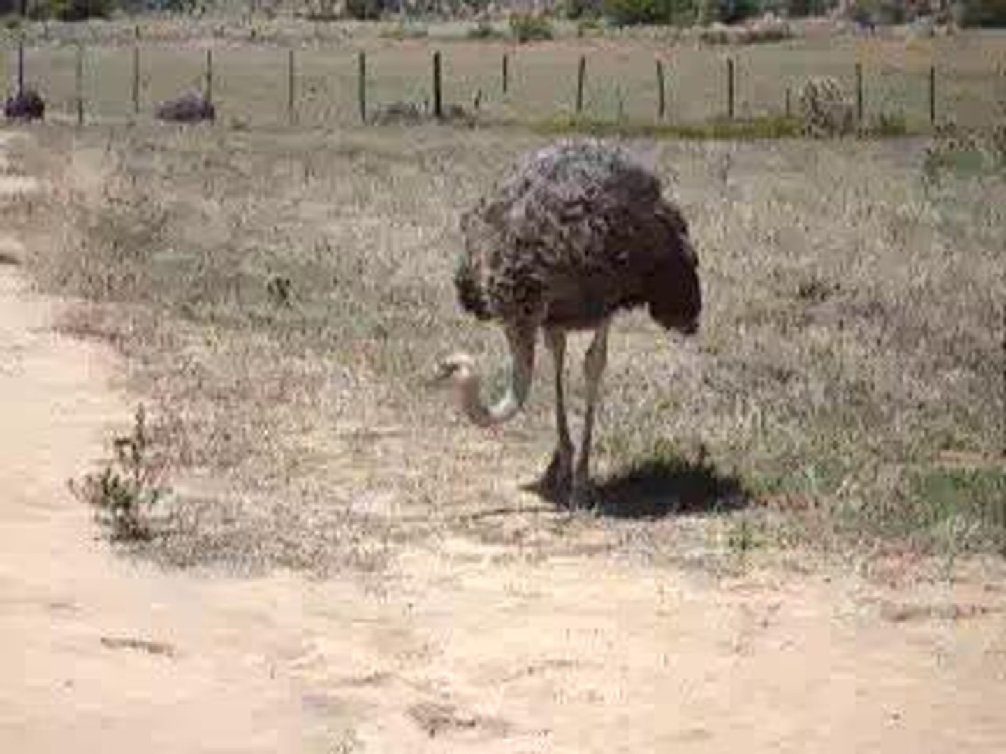 Ostrich, Knysna, South Africa