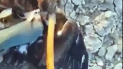 Ava Giderken Avlanan Kartal