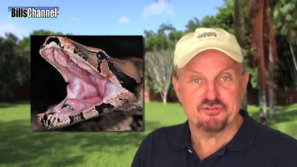 GIANT SNAKE INVADES GIRL'S BEDROOM