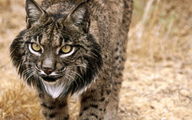 Yeniden Yeryüzü - İber Vaşağını Kurtarmak