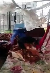 This Chihuahua knows how to have good times by himself