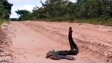snake-mating-is-just-fascinating