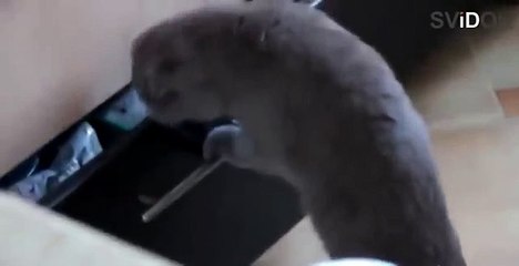 Застукали кота. Смотрим до конца ))