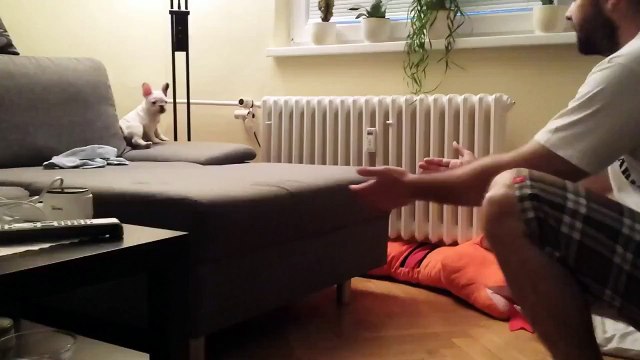 Смелый щенок)