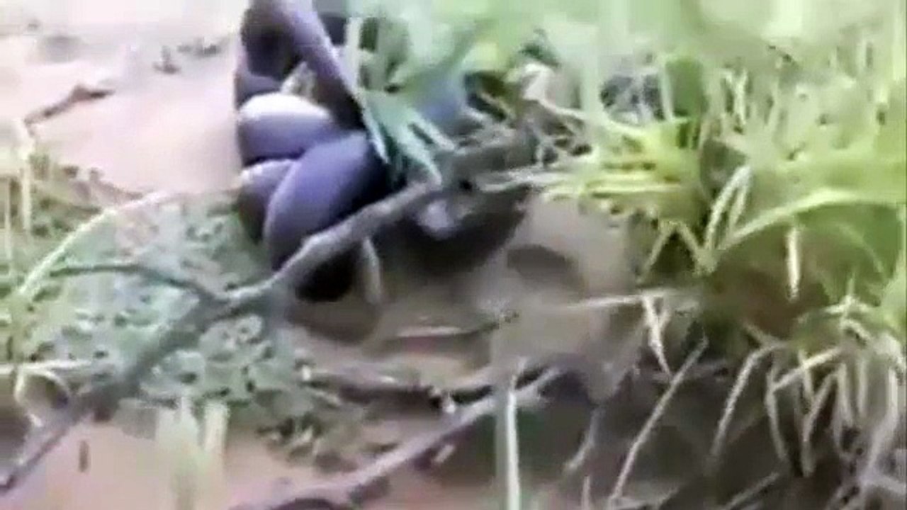 snakes-are-cannibals