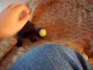 Chatons à 3 semaines