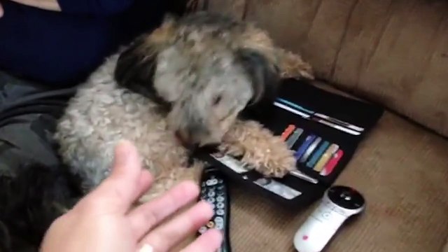 Funny Cash Conscious Dog Won't Let Owner Go Shopping - dogs funny - dogs funny videos - dogs funny clips